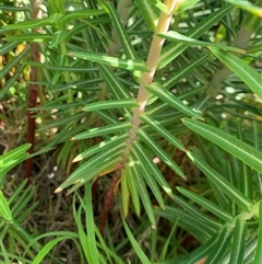 Euphorbia lathyris (Caper Spurge) at Pialligo, ACT - 25 Sep 2025 by jklem621