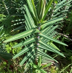 Euphorbia lathyris at Pialligo, ACT - 25 Sep 2025 09:31 AM