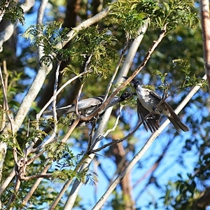 Philemon corniculatus (Noisy Friarbird) at Jamberoo, NSW - 13 Oct 2025 by plants