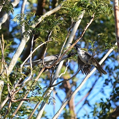Philemon corniculatus (Noisy Friarbird) at Jamberoo, NSW - 13 Oct 2025 by plants