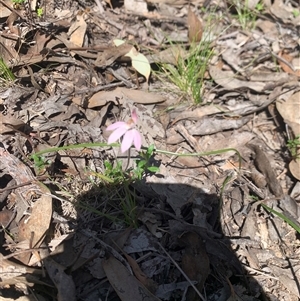 Caladenia fuscata (Dusky Fingers) at Denman Prospect, ACT - 14 Oct 2025 by jklem621