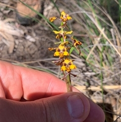 Diuris semilunulata (Late Leopard Orchid) at Denman Prospect, ACT - 14 Oct 2025 by jklem621
