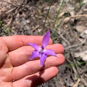 Glossodia major (Wax Lip Orchid) at Denman Prospect, ACT - 14 Oct 2025 by jklem621