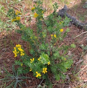 Genista monspessulana at Macgregor, ACT - 7 Oct 2025 by jklem621