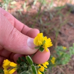 Genista monspessulana at Macgregor, ACT - 7 Oct 2025 02:58 PM