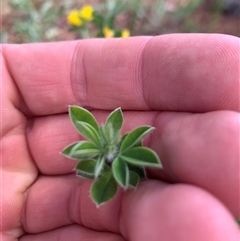 Genista monspessulana at Macgregor, ACT - 7 Oct 2025 02:58 PM