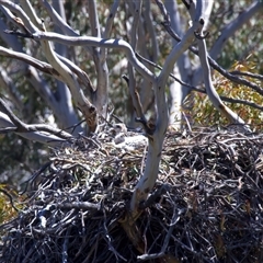 Unverified at suppressed - suppressed