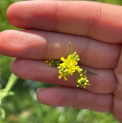 Sisymbrium officinale (Common Hedge Mustard) at Whitlam, ACT - 17 Oct 2025 by KaiDewPHD