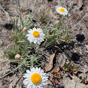 Leucochrysum albicans subsp. tricolor (Hoary Sunray) at Burra, NSW - Yesterday by BrianSummers