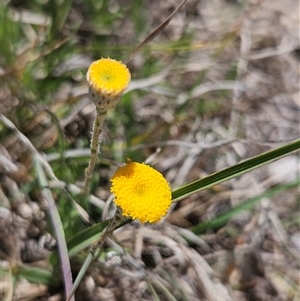 Leptorhynchos squamatus subsp. squamatus (Scaly Buttons) at Burra, NSW - Yesterday by BrianSummers