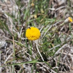 Leptorhynchos squamatus subsp. squamatus at Burra, NSW - 17 Oct 2025 12:55 PM