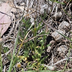 Leptorhynchos squamatus subsp. squamatus at Burra, NSW - 17 Oct 2025 12:55 PM