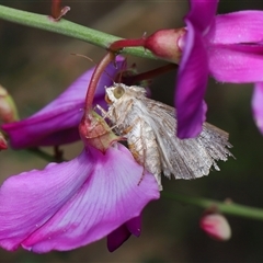 Noctuidae (family) (A cutworm or owlet moth) at Yarralumla, ACT - 16 Oct 2025 by TimL