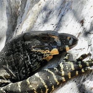 Varanus varius at Black Range, NSW - suppressed