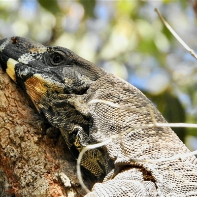 Varanus varius at  - suppressed by KMcCue