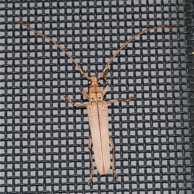 Scolecobrotus westwoodii (Longhorn beetle) at  - suppressed by DPRees125