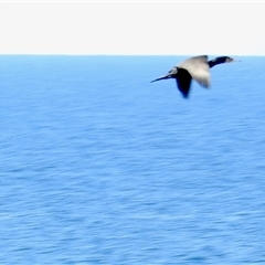 Phalacrocorax carbo (Great Cormorant) at Tathra, NSW - 13 Oct 2025 by KMcCue