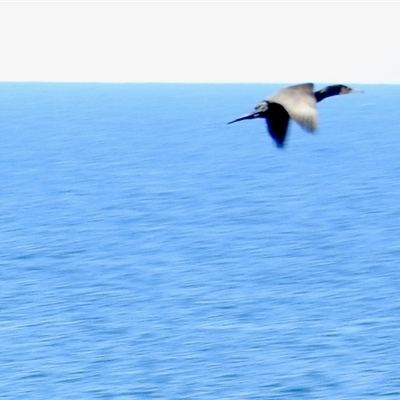 Phalacrocorax carbo (Great Cormorant) at Tathra, NSW - 13 Oct 2025 by KMcCue