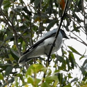 Coracina novaehollandiae (Black-faced Cuckooshrike) at Black Range, NSW - 13 Oct 2025 by KMcCue