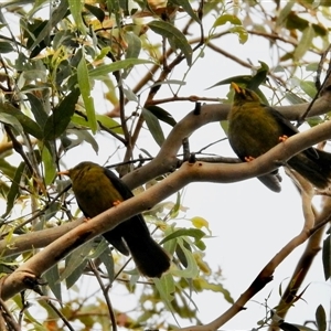 Manorina melanophrys (Bell Miner) at Black Range, NSW - 13 Oct 2025 by KMcCue