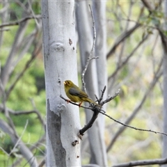 Manorina melanophrys at Black Range, NSW - 13 Oct 2025 06:10 PM