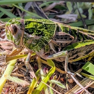 Perunga ochracea (Perunga grasshopper, Cross-dressing Grasshopper) by LukeHush