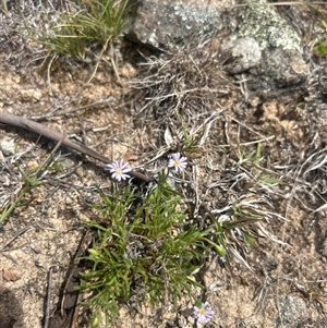 Vittadinia muelleri (Narrow-leafed New Holland Daisy) at Burra, NSW - Yesterday by wadef