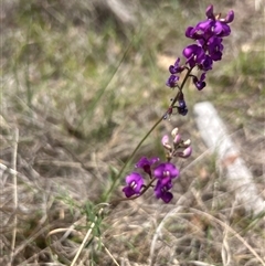 Swainsona recta (Small Purple Pea) at Burra, NSW - 17 Oct 2025 by wadef