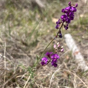 Swainsona recta (Small Purple Pea) at Burra, NSW - Yesterday by wadef