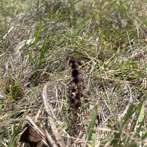 Lomandra multiflora (Many-flowered Matrush) at Burra, NSW - Yesterday by wadef