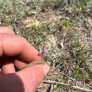 Arthropodium minus (Small Vanilla Lily) at Burra, NSW - Yesterday by wadef