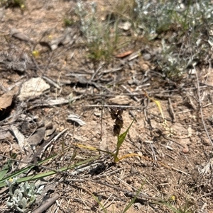 Wurmbea dioica subsp. dioica (Early Nancy) at Burra, NSW - Yesterday by wadef