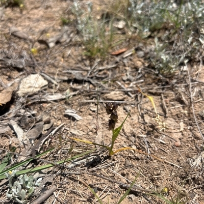 Wurmbea dioica subsp. dioica (Early Nancy) at Burra, NSW - 17 Oct 2025 by wadef