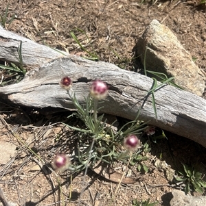 Leucochrysum albicans subsp. tricolor (Hoary Sunray) at Burra, NSW - Yesterday by wadef