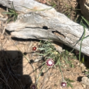 Leucochrysum albicans subsp. tricolor at Burra, NSW - 17 Oct 2025 01:44 PM
