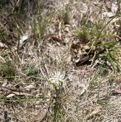 Wurmbea dioica subsp. dioica (Early Nancy) at Burra, NSW - 17 Oct 2025 by wadef