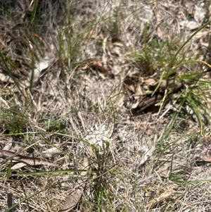 Wurmbea dioica subsp. dioica (Early Nancy) at Burra, NSW - Yesterday by wadef