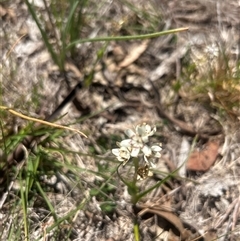Wurmbea dioica subsp. dioica at Burra, NSW - 17 Oct 2025 01:43 PM