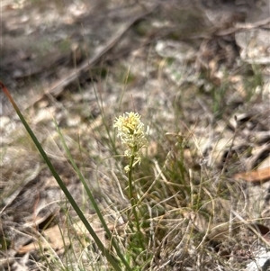Stackhousia monogyna (Creamy Candles) at Burra, NSW - Yesterday by wadef