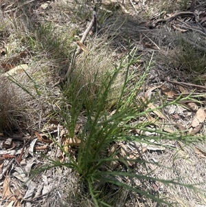 Eryngium ovinum (Blue Devil) at Burra, NSW - Yesterday by wadef