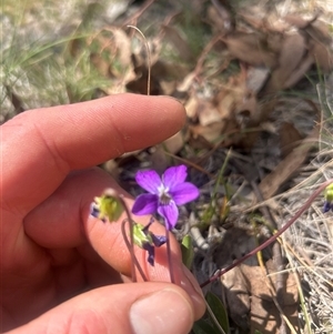 Viola betonicifolia subsp. betonicifolia (Arrow-Leaved Violet) at Burra, NSW - Yesterday by wadef