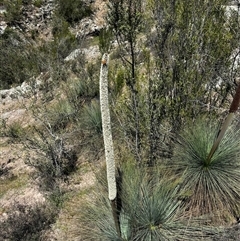 Xanthorrhoea glauca subsp. angustifolia (Grey Grass-tree) at Uriarra Village, ACT - 14 Oct 2025 by RangerBec