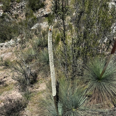 Xanthorrhoea glauca subsp. angustifolia (Grey Grass-tree) at Uriarra Village, ACT - 14 Oct 2025 by RangerBec