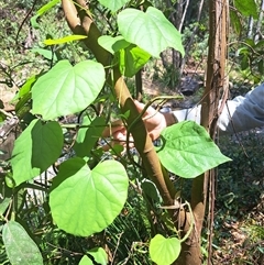 Legnephora moorei at Pappinbarra, NSW - 11 Oct 2025 by AngFrost