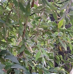 Billardiera scandens at Pappinbarra, NSW - 11 Oct 2025 by AngFrost