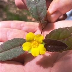 Hibbertia dentata (Twining Guinea Flower) at Pappinbarra, NSW - 11 Oct 2025 by AngFrost