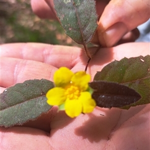 Hibbertia dentata at Pappinbarra, NSW - 11 Oct 2025 by AngFrost