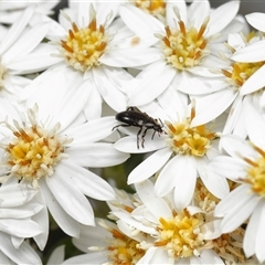 Neocistela ovalis (Comb-clawed beetle) at Yarralumla, ACT - 16 Oct 2025 by TimL