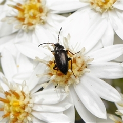 Neocistela ovalis at Yarralumla, ACT - 16 Oct 2025 10:05 AM
