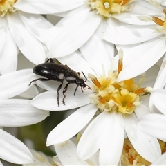 Neocistela ovalis at Yarralumla, ACT - 16 Oct 2025 10:05 AM